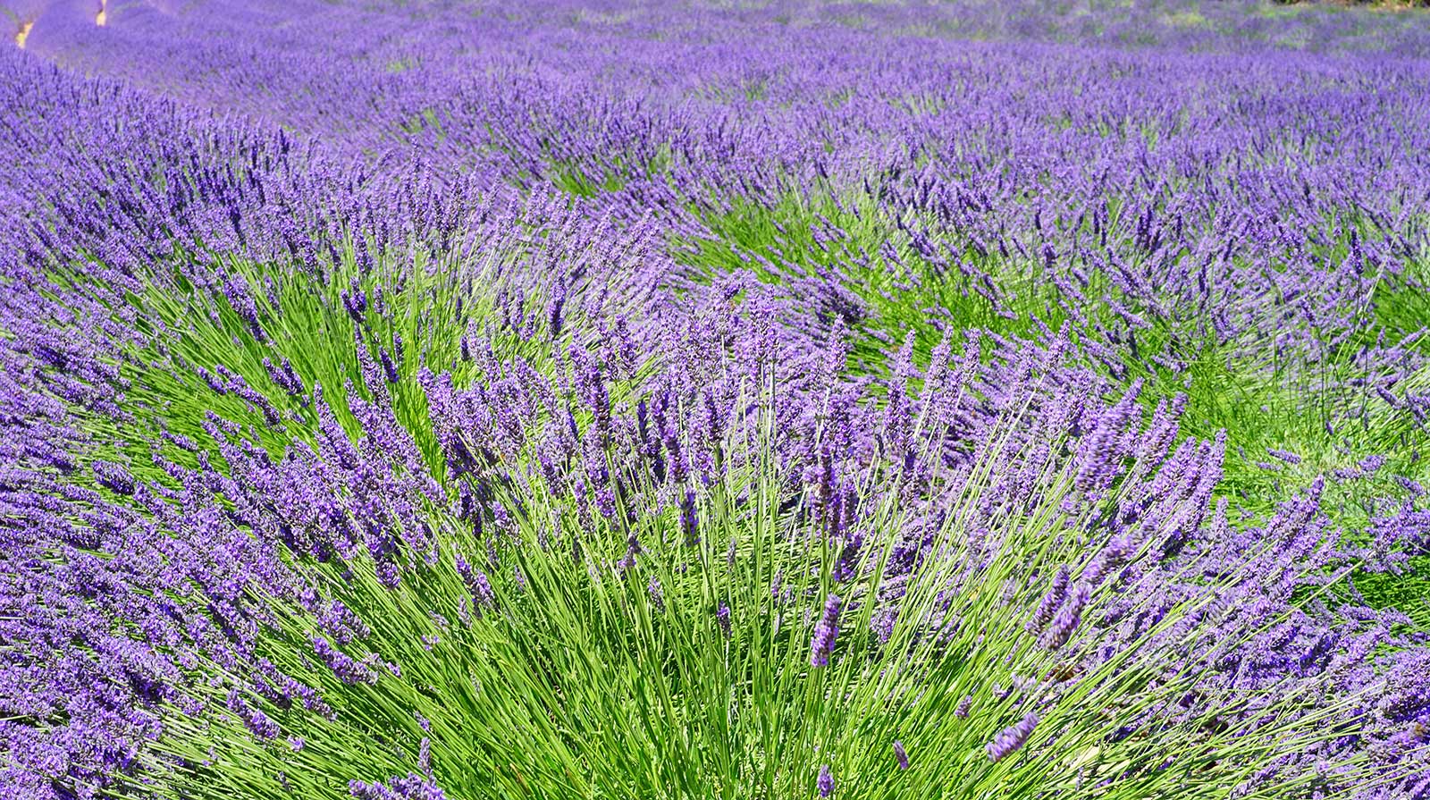 Lavendel zum einschlafen